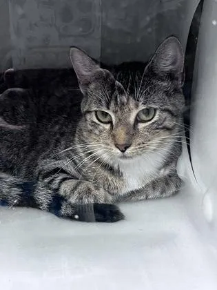 An adult medium-sized female Domestic Short Hair cat named Sammy for adoption in Daytona Beach, FL