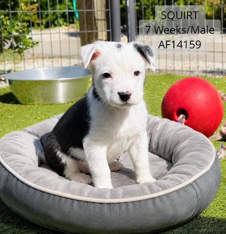 A young small-sized male White / Cream Pit Bull Terrier dog named Squirt for adoption in Supply, NC
