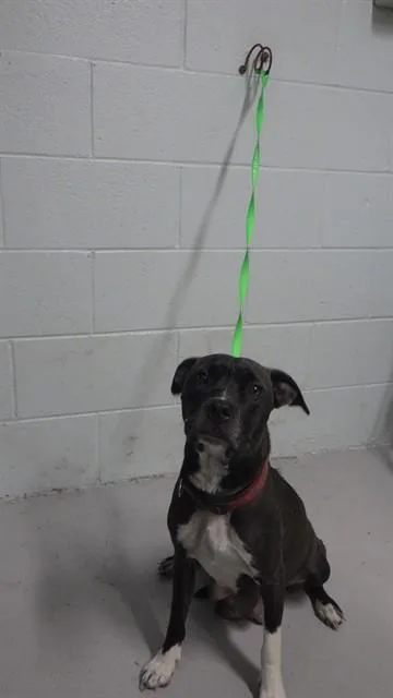 A young medium-sized female Pit Bull Terrier dog named Meadow for adoption in Augusta, GA