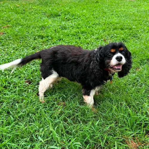 A young small-sized male Tricolor (Brown, Black, & White) Cavalier King Charles Spaniel dog named Lanier for adoption in Memphis, TN