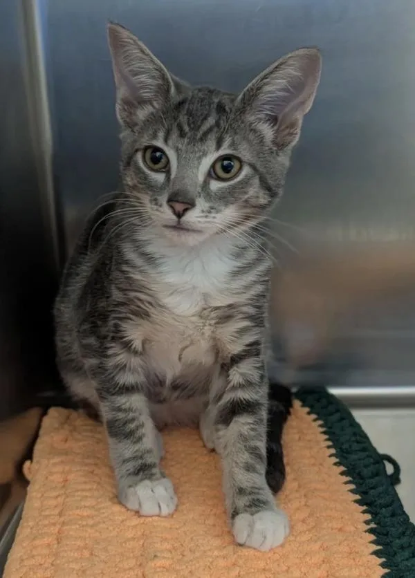 A baby small-sized male Domestic Short Hair cat named Han for adoption in Sherwood, OR