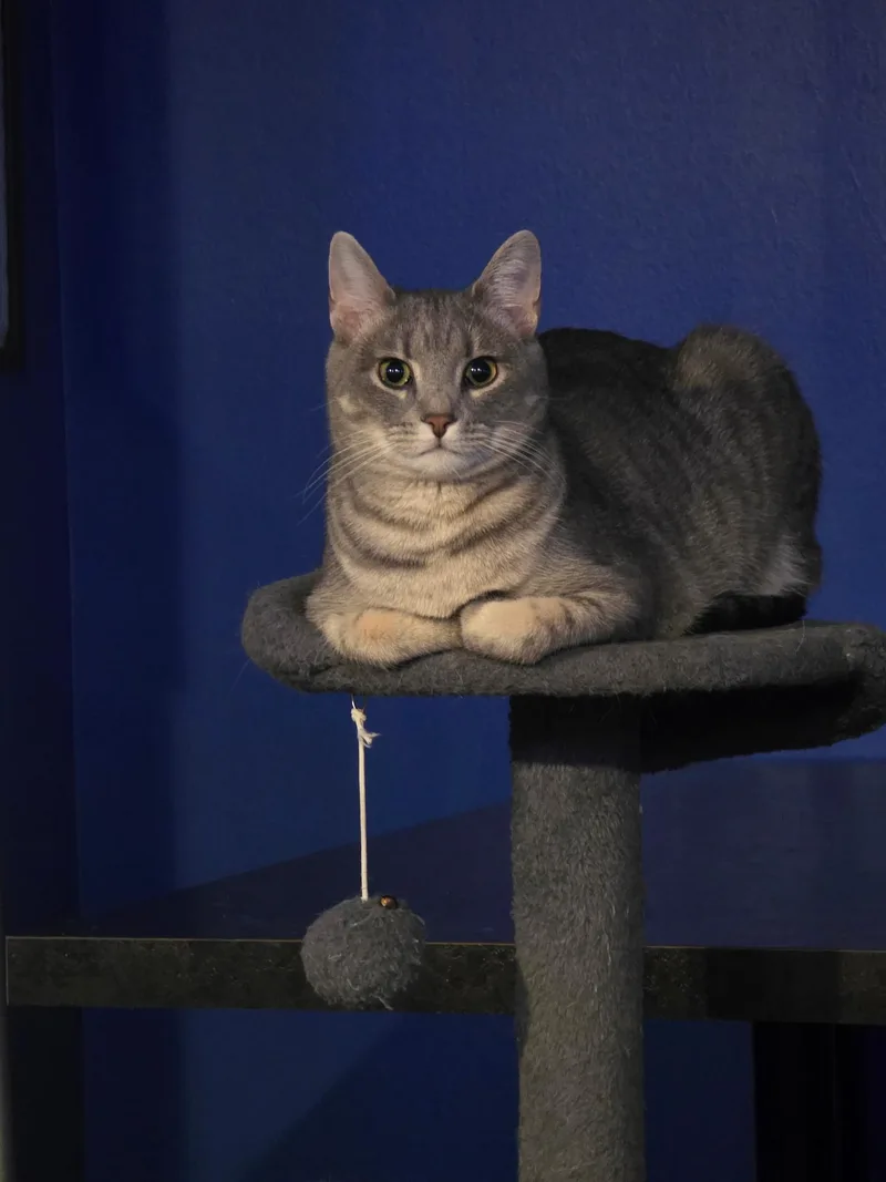 A young medium-sized female Tabby (Gray / Blue / Silver) Domestic Short Hair cat named Pancake for adoption in Bethlehem, PA