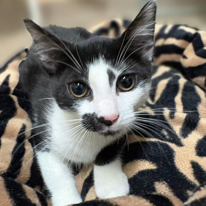 A baby small-sized female Black Domestic Short Hair cat named Waffle for adoption in East Hampton, NY