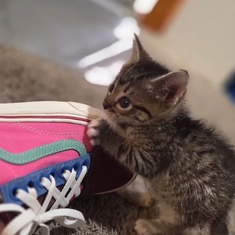A baby small-sized male Brown / Chocolate Domestic Short Hair cat named Kovu for adoption in Los Angeles, CA
