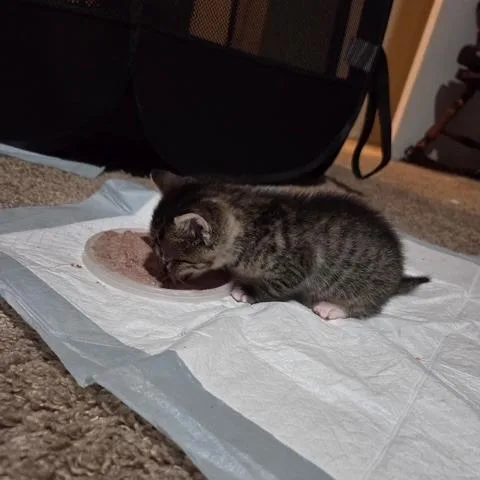 Kovu thumbnail 3