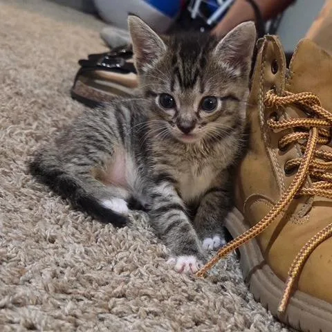 Kovu thumbnail 4