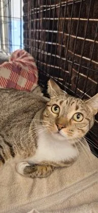An adult small-sized female Domestic Short Hair cat named Willa for adoption in Vero Beach, FL