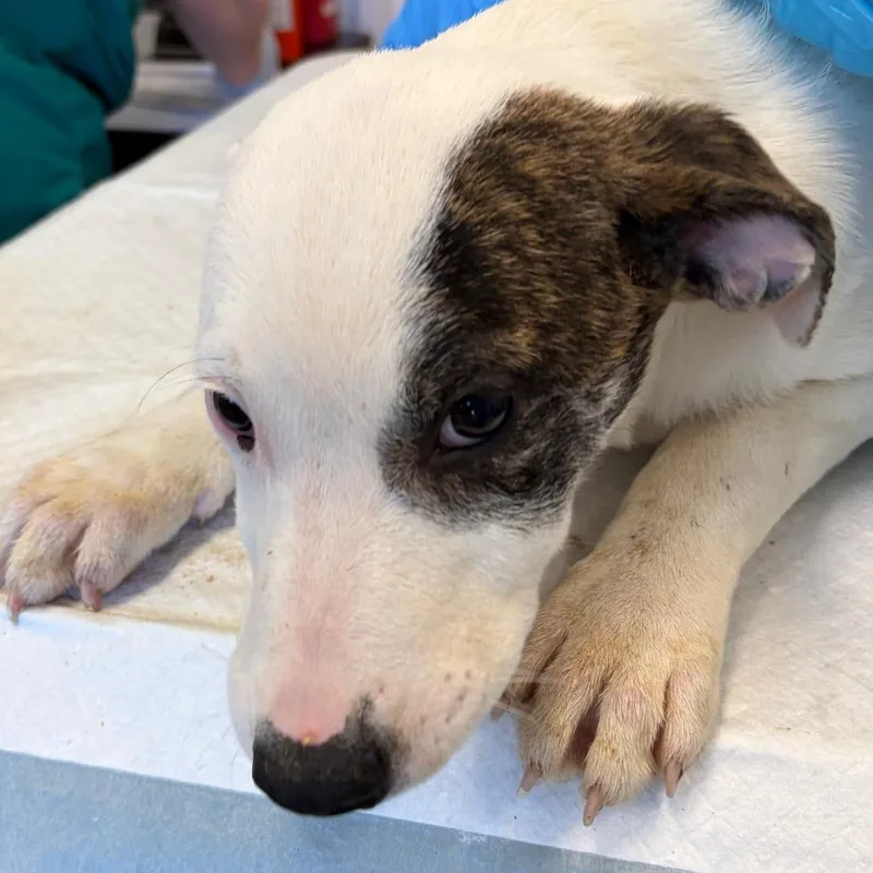 Cheesecake thumbnail 2