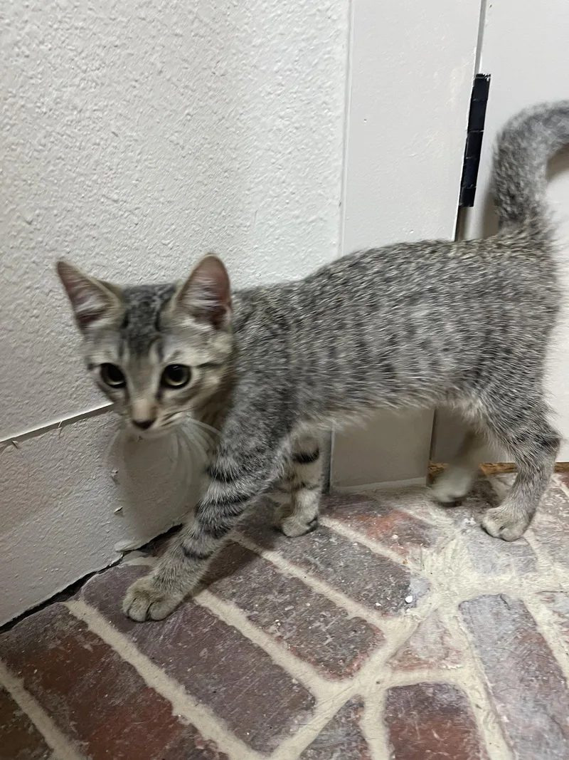 A baby medium-sized male Domestic Short Hair cat named Gatlin for adoption in Tampa, FL