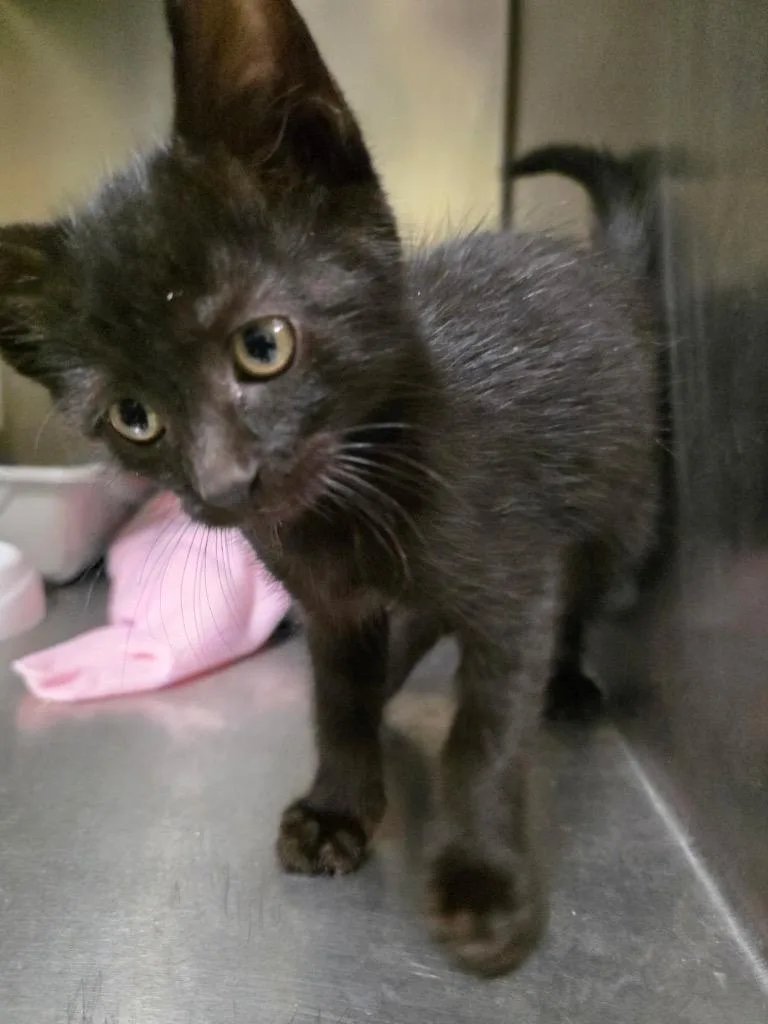 A baby small-sized female Domestic Short Hair cat named Amelia for adoption in Meriden, CT