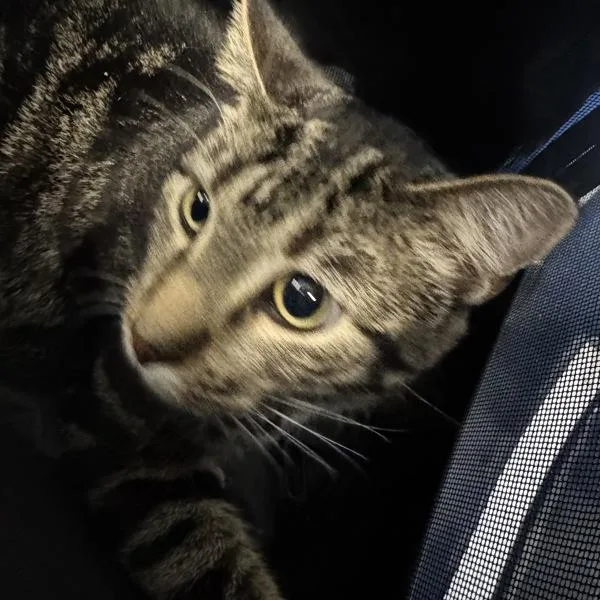 A young medium-sized female Domestic Short Hair cat named Mimi  Bonded Buddy for adoption in Des Moines, IA