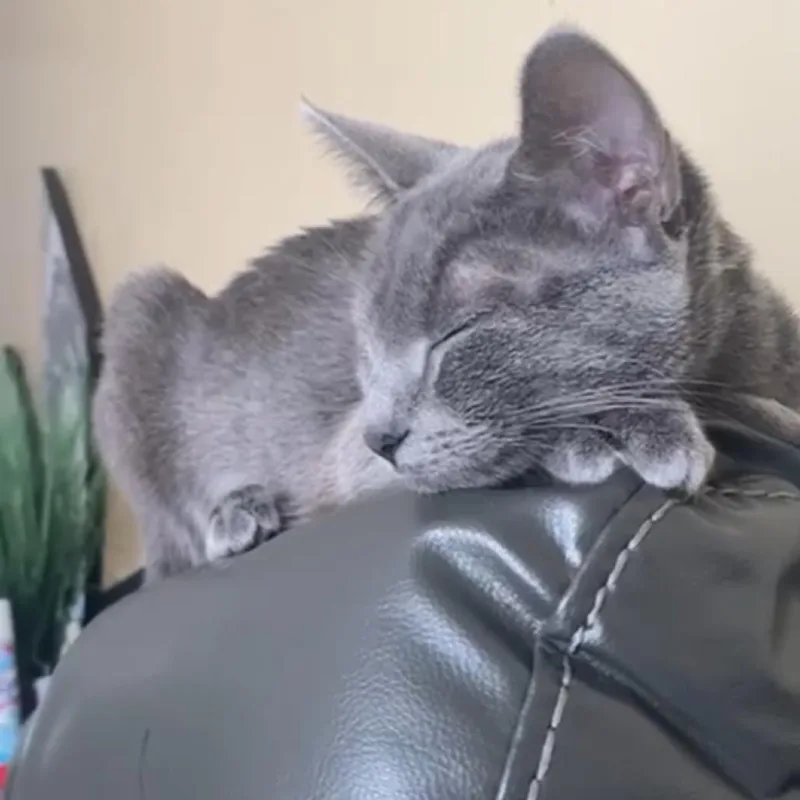 A young medium-sized female Gray / Blue / Silver Domestic Short Hair cat named Raquel for adoption in West Palm Beach, FL