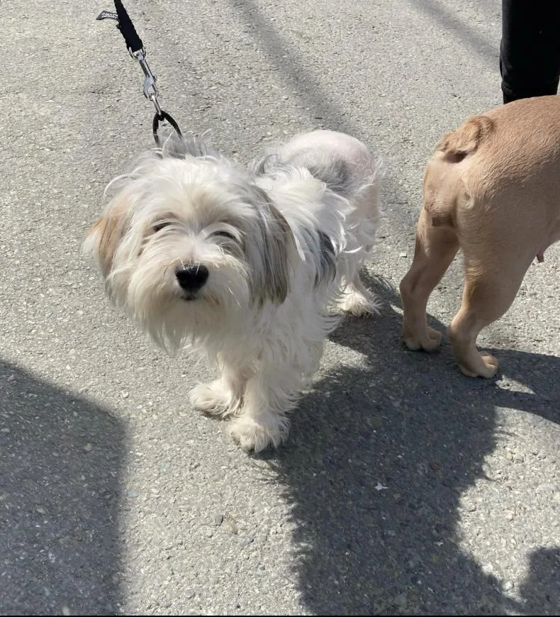 A young small-sized male Gray / Blue / Silver Terrier dog named Sully for adoption in Emeryville, CA