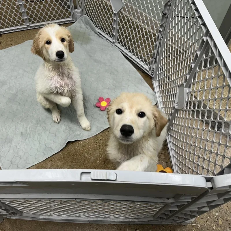 A baby small-sized female Apricot / Beige Mixed Breed dog named Ariel for adoption in Skokie, IL