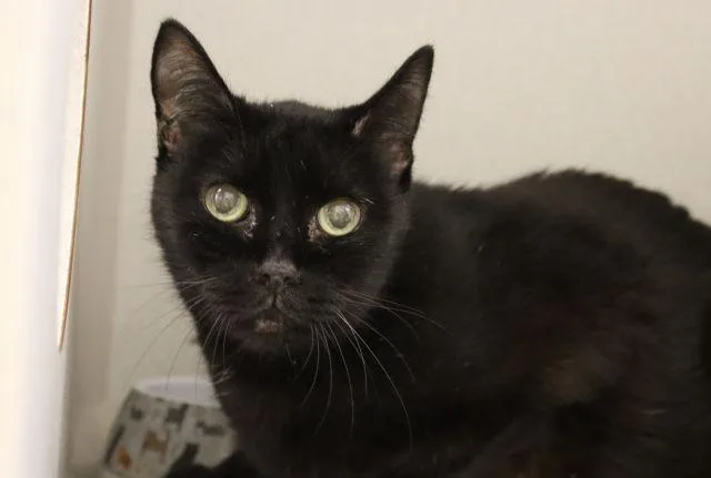 A senior small-sized female Domestic Short Hair cat named Noir for adoption in Tucson, AZ