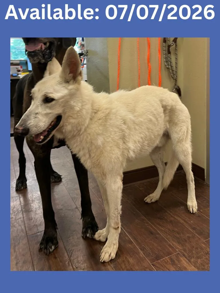 A senior large-sized male German Shepherd Dog dog named Dog Kennel Ghost for adoption in Greenville, TX