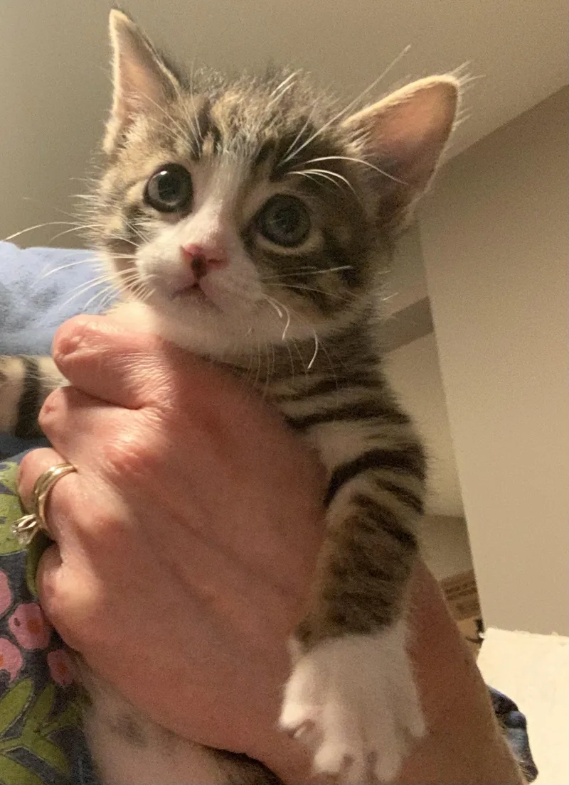 A baby small-sized male Tabby (Gray / Blue / Silver) Domestic Short Hair cat named Artemis for adoption in Turnersville, NJ