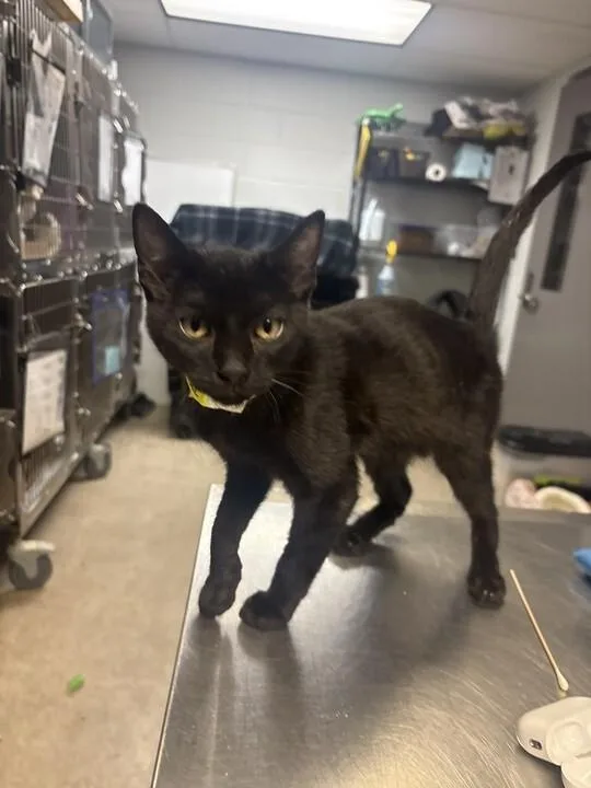 A young medium-sized male Black Domestic Short Hair cat named Geode for adoption in Cincinnati, OH