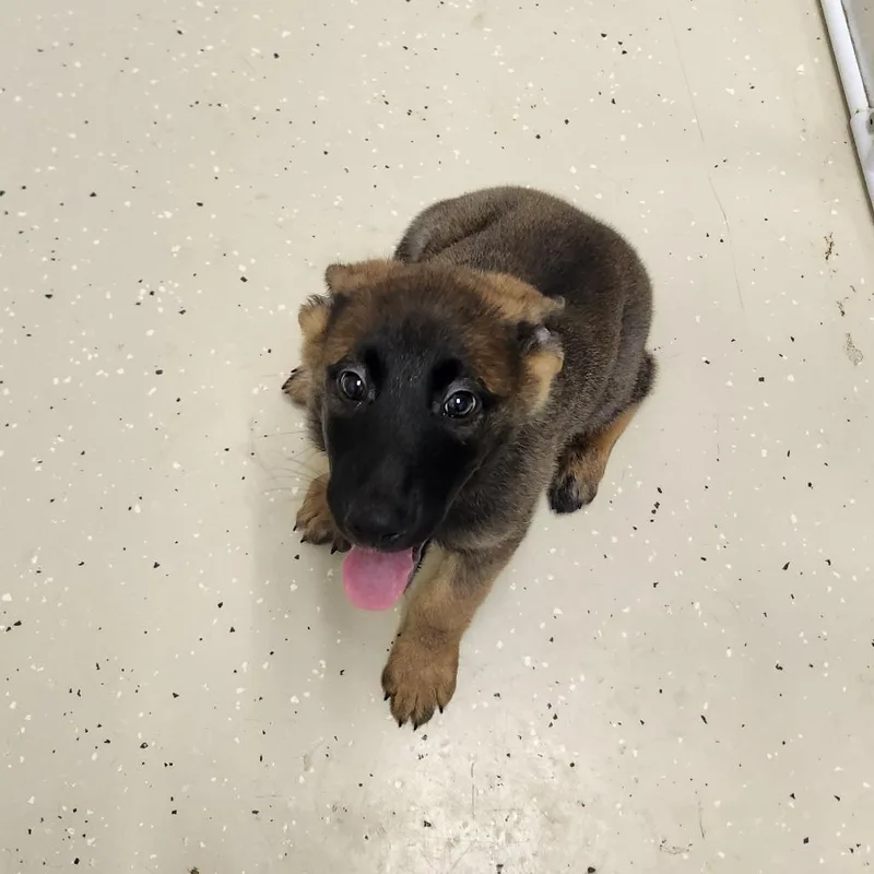 A baby medium-sized female Belgian Shepherd / Malinois dog named Supriya for adoption in Cumming, GA