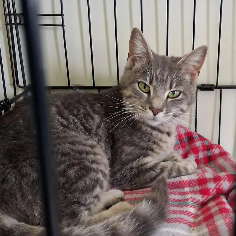 An adult medium-sized female Gray / Blue / Silver Domestic Short Hair cat named Lily for adoption in La Grange, KY