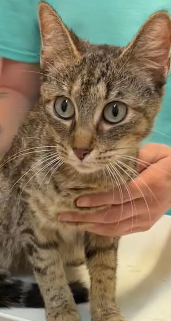 A young small-sized female Domestic Short Hair cat named Mandy for adoption in Elizabethton, TN