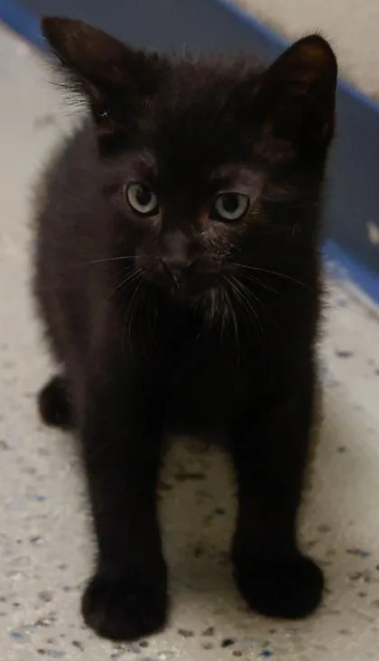 A baby small-sized male Domestic Short Hair cat named Greer for adoption in Verona, WI