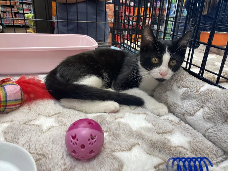 A baby small-sized male Black & White / Tuxedo Domestic Short Hair cat named Socks for adoption in Elk Grove, CA