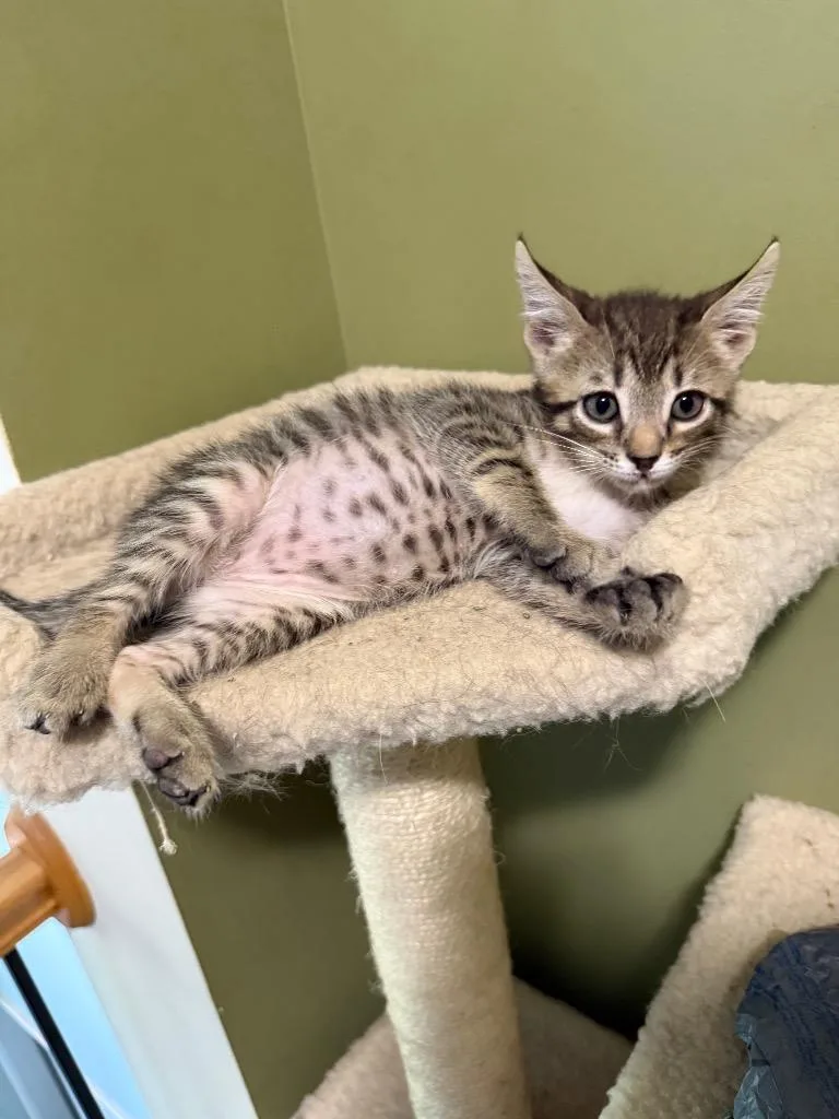 A baby small-sized male Domestic Short Hair cat named Livorno for adoption in Newnan, GA