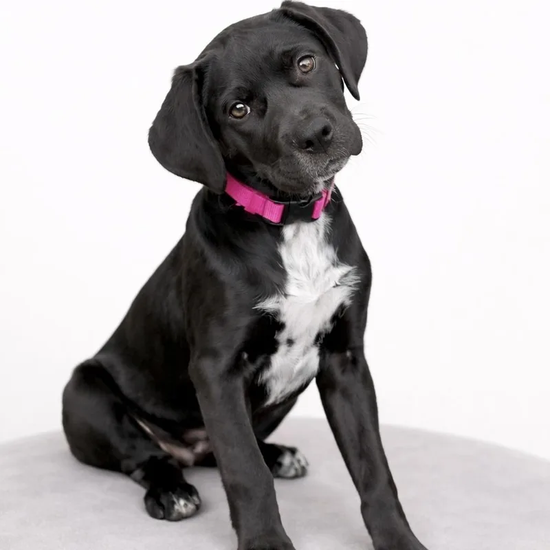A baby large-sized female Black Great Dane dog named Bonnie for adoption in Prior Lake, MN