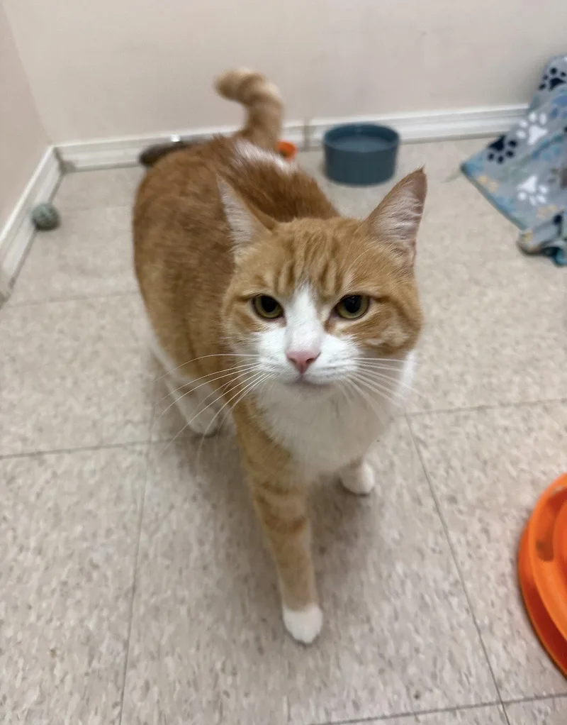 An adult medium-sized female Orange & White Domestic Short Hair cat named Sandie for adoption in Walled Lake, MI