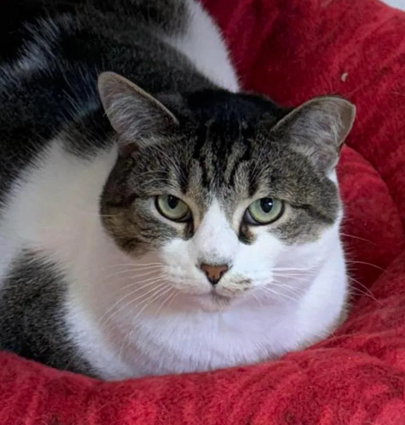 An adult medium-sized female Domestic Short Hair cat named Alice for adoption in Ontario, OR
