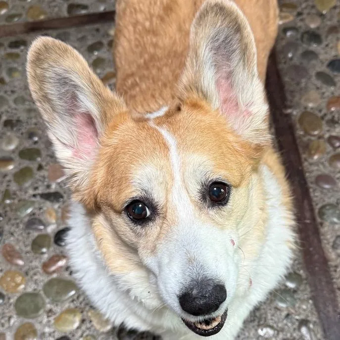 A senior medium-sized male Yellow / Tan / Blond / Fawn Corgi dog named Riley for adoption in Corvallis, OR