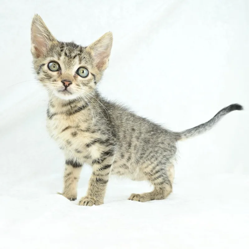 A baby small-sized male Brown / Chocolate Domestic Medium Hair cat named Mardy for adoption in Mobile, AL