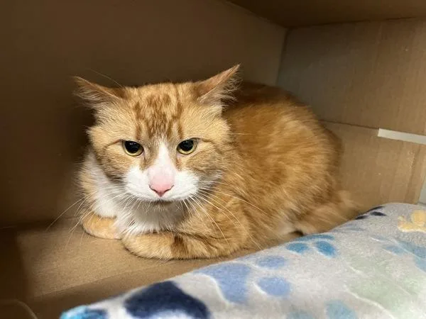 A young medium-sized male Domestic Short Hair cat named Boulder for adoption in Stratham, NH