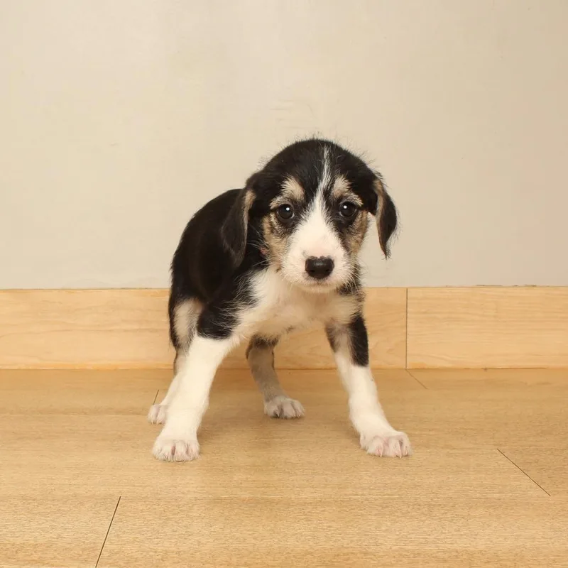 A baby medium-sized female Black Airedale Terrier dog named Kamry D for adoption in Minnetonka, MN