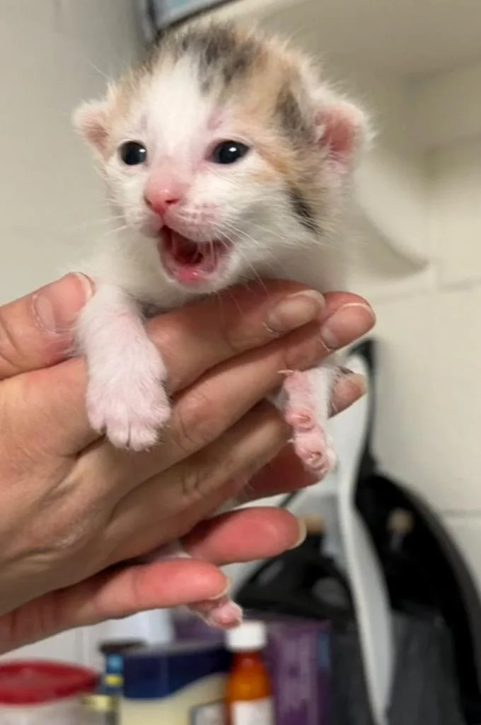 A baby small-sized female Domestic Short Hair cat named Pepper for adoption in Ada, OK
