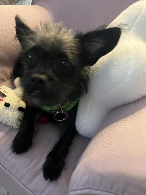 An adult small-sized female Tricolor (Brown, Black, & White) Terrier dog named Vashti for adoption in Winter Garden, FL