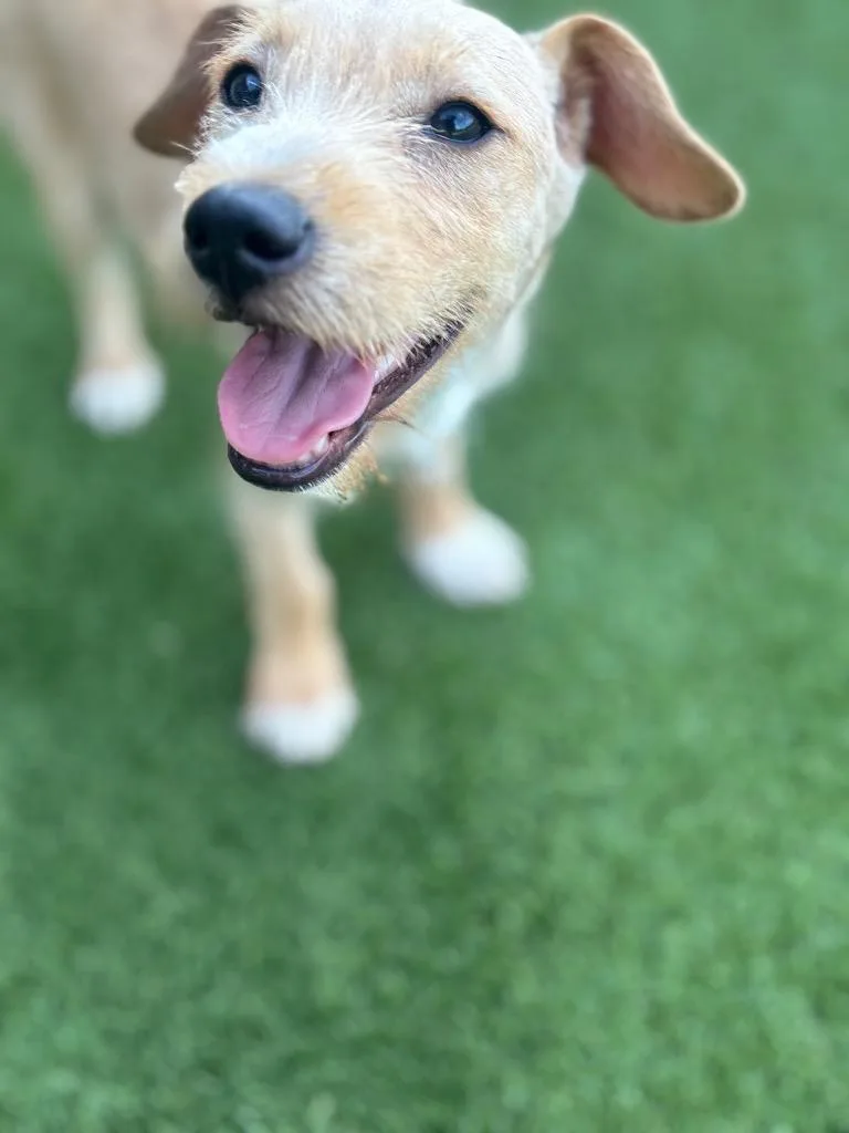 A baby small-sized male Terrier dog named Cuervo for adoption in Dalton, GA