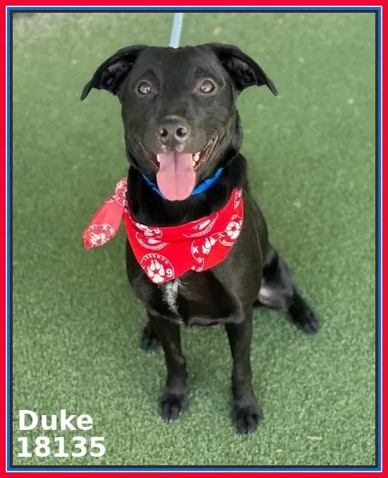 A young medium-sized male Black Labrador Retriever dog named Duke for adoption in Marietta, GA
