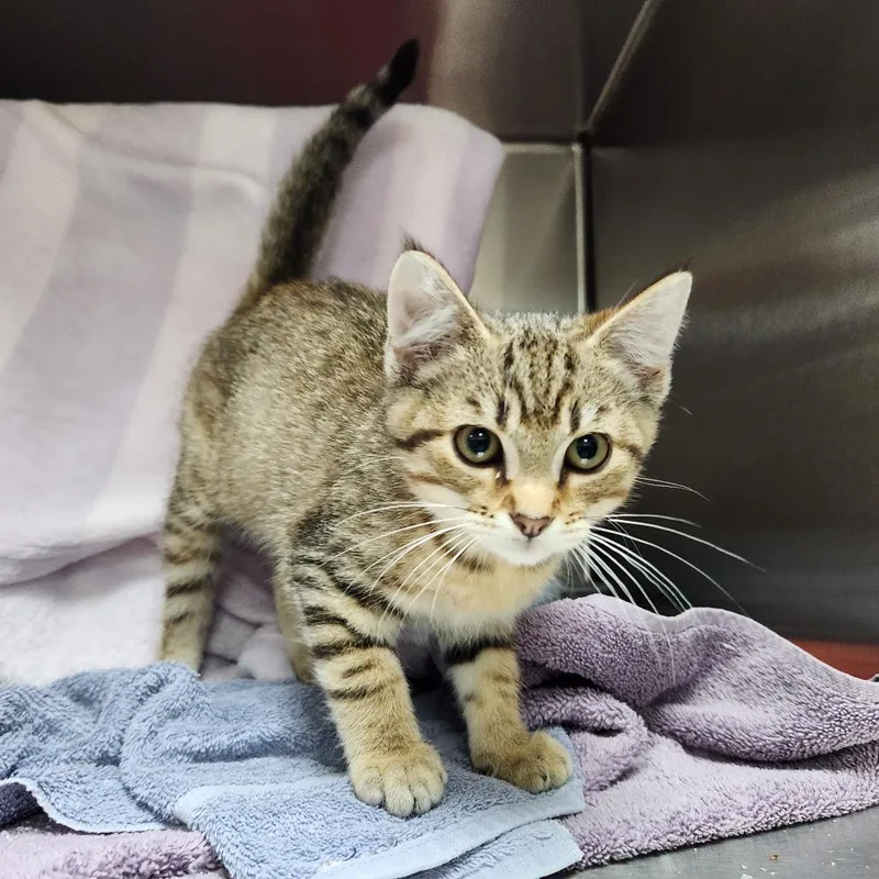 A baby small-sized female Torbie Domestic Short Hair cat named Juniper for adoption in Grand Rapids, MI