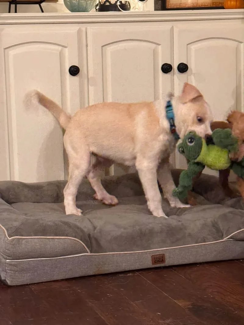 A young large-sized male Labrador Retriever dog named Nicky for adoption in Southlake, TX