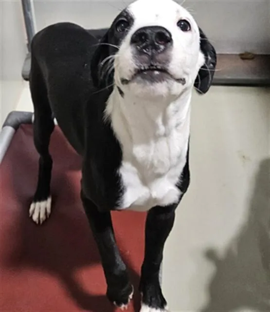 A baby small-sized female Pit Bull Terrier dog named Beryl for adoption in Bakersfield, CA