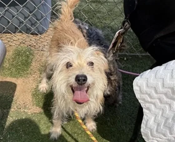 An adult small-sized female Cairn Terrier dog named Estelle for adoption in Phoenix, AZ