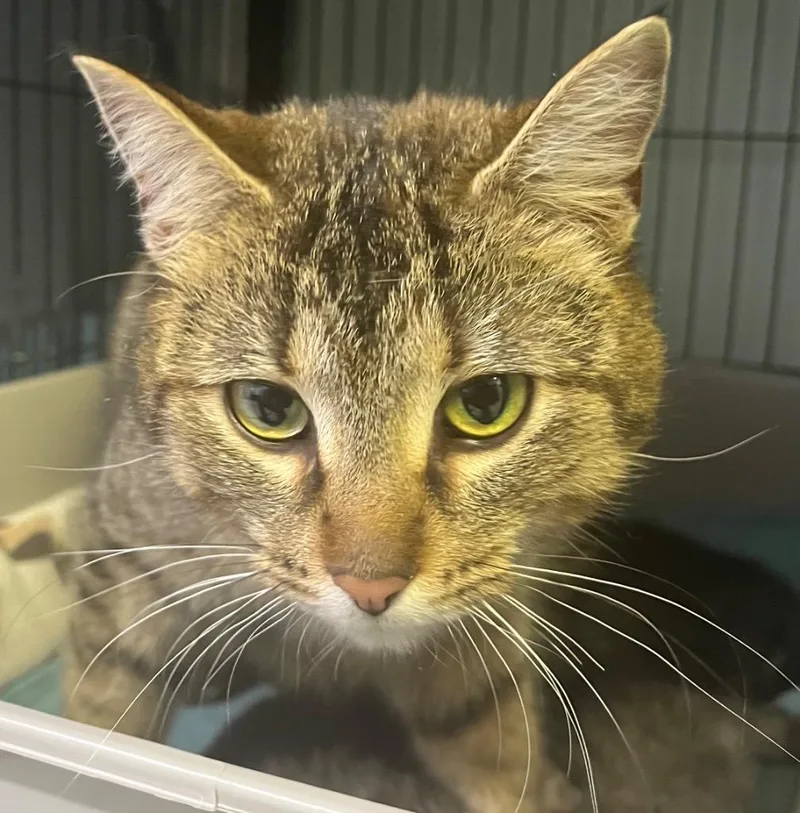 A young medium-sized female Domestic Short Hair cat named Poppi for adoption in Saginaw, MI