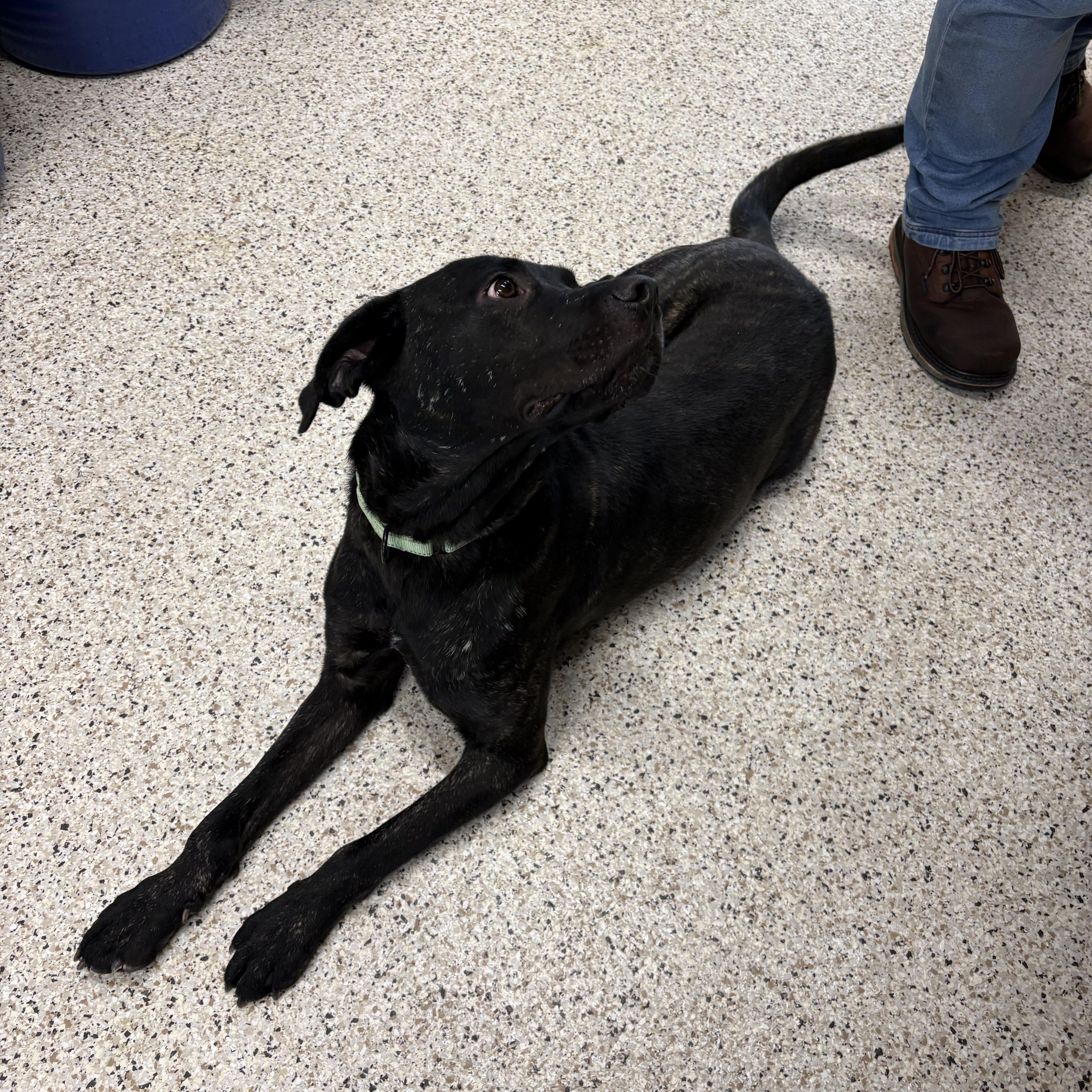 Woodford thumbnail 3