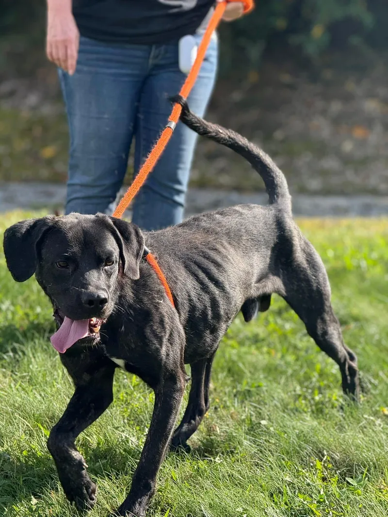 Woodford thumbnail 4