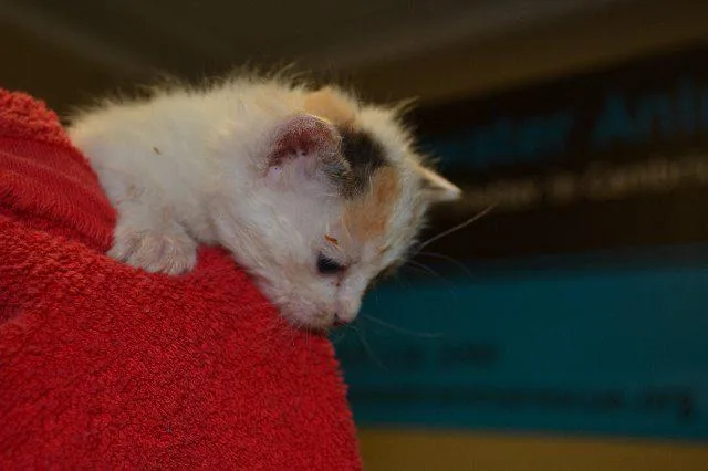 Marshmallow thumbnail 2