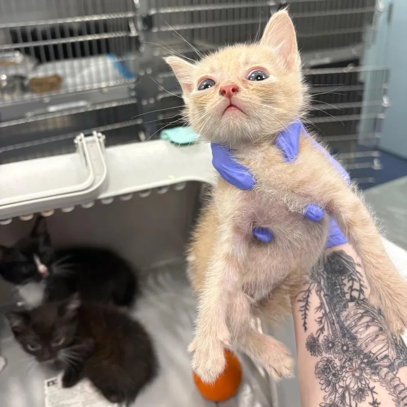 A baby small-sized male Cream / Ivory Domestic Short Hair cat named Tristan for adoption in Greensboro, NC