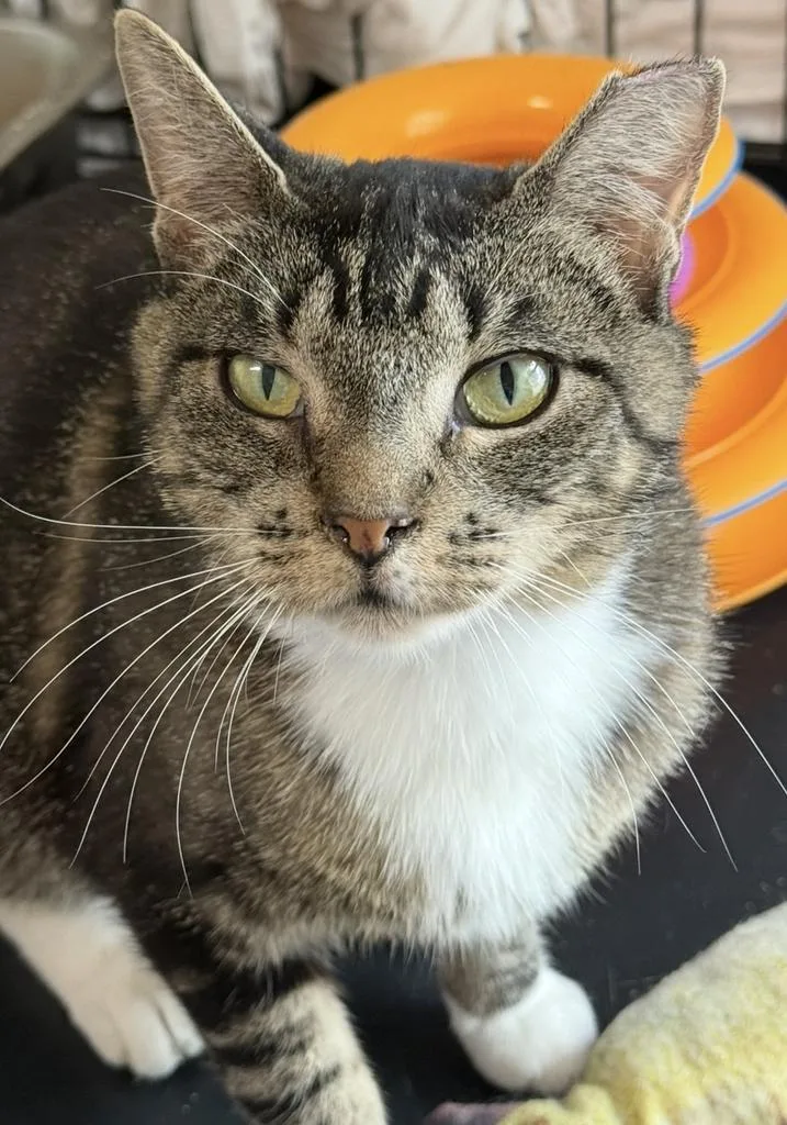 A young medium-sized female Domestic Short Hair cat named Nova for adoption in Ontario, OR