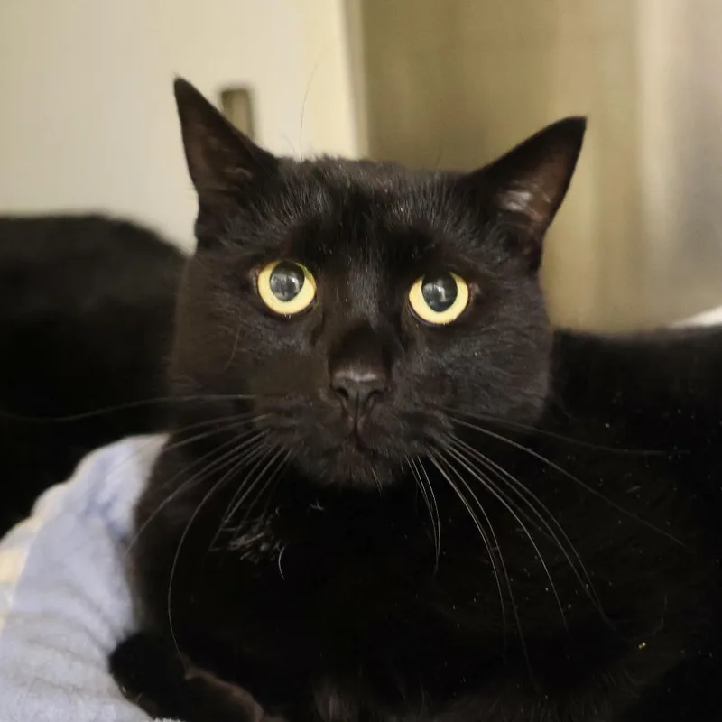 A young medium-sized male Black Domestic Short Hair cat named Ipad for adoption in Briarcliff Manor, NY